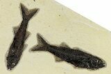 Multiple Fossil Fish (Mioplosus) Plate - Wyoming #370883-1